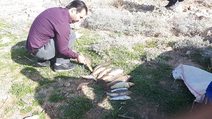 ماهی9