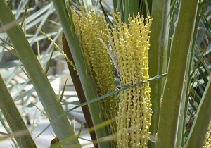 گرده1